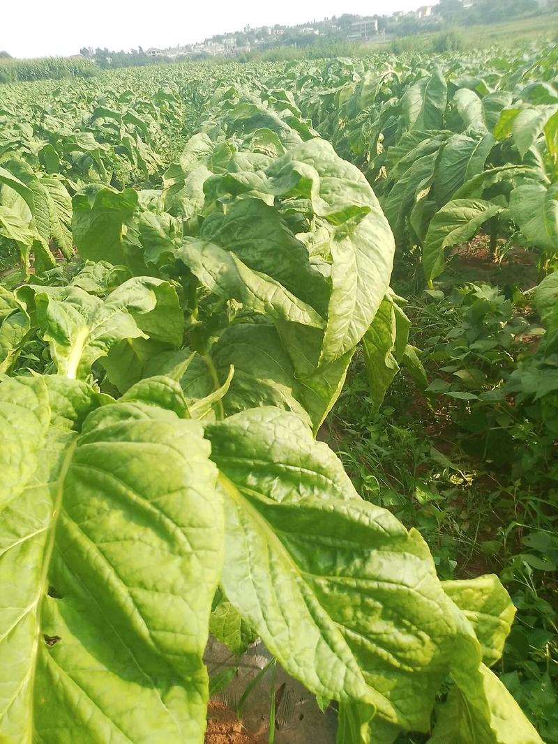 好消息!好消息!#煤炭又降价了!还没有拉烤烟煤炭的烟农朋友们 - 抖音